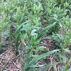 Spring beans with spring oats