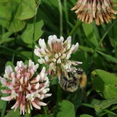 Bee on Clover