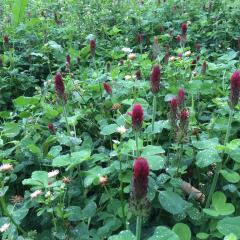 Troed-y-Rhiw legume mix