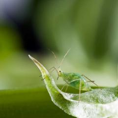 RRes-photo-story-comp-aphid-for-flickr