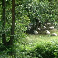 Sheep sheltering under trees in Camarthenshire