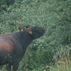 Browsing the hedge