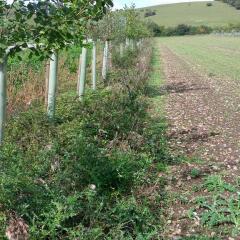 Agroforestry for Growers