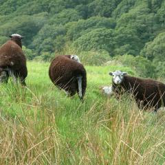 Cumbrian sheep and trees