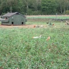 Hens foraging