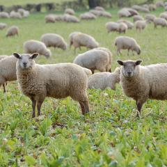 Sheep in stubble turnips at Daylesford Organic farm, Gloucestershire  . Martin Morrel