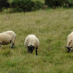 Beulah Sheep