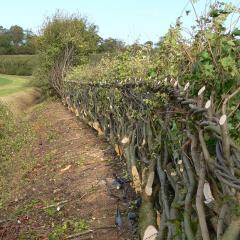 Midlands hedge-laying at Wimpole Estate, 2010