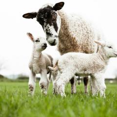 3 ewe with lambs 2