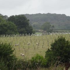 Agroforestry Trials, Allerton