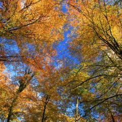 Autunmal canopy