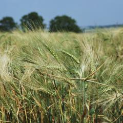 Field of Barley