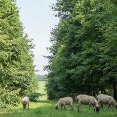 Sheep grazing between trees at Little Hidden Farm near Hungerford