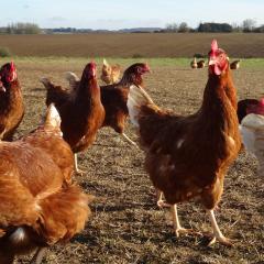 Chickens at Daylesford Nov 16