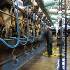 Dairy at Daylesford Organic. Martin Morrell