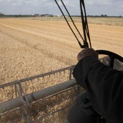 Farming wheat without neonicotinoids