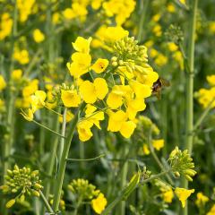 Bumblebee and Oilseed-Rape