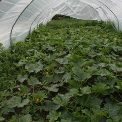 Courgettes growing in a thick mulch of green waste compost