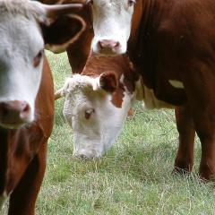 Cattle grazing