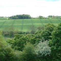 Trees and arable field