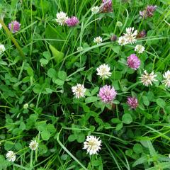 Red and White Clover