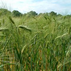 Barley field in Scharbeutz, Germany