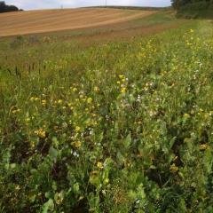 Winter bird seed on HLS Land