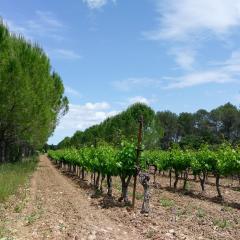 Pines and vines agroforestry, Restinclieres