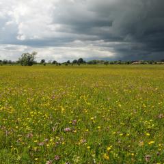 Hay meadows Lower Derwent Valley NNR