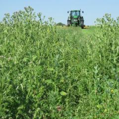 LL WP1 Weed problem Barrington Park 2009 (1)