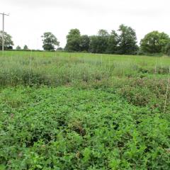 Different red clover varieties demonstrating the difference between early and late flowering.  Second year of red clover growth.  The test crop of wheat is visible in the background