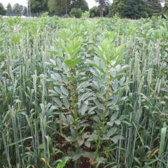 Three rows of wheat followed by three rows of beans