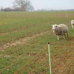 Sheep and wheat