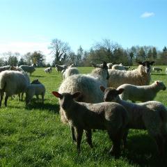 Sheep grazing with the shelter of trees behind