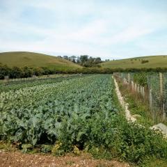 GREATsoils trial field after green manure