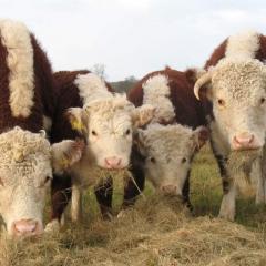 Traditional Hereford Cattle, Conygree Farm