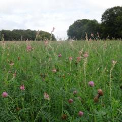 Sainfoin and Clover