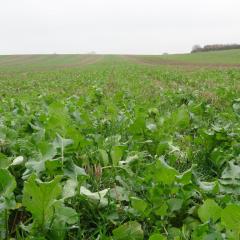 Allerton cover crop, 2016