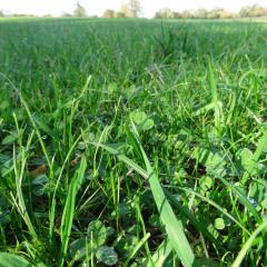 Clover and grass ley, Daylesford