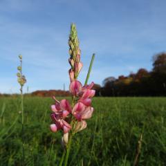 Sainfoin, Oct, Daylesford