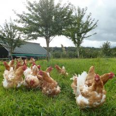 Poultry on range