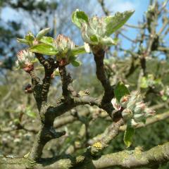 Apple tree in traditional orchard