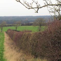 Experimental hedgerow at Woburn Estate, 2015