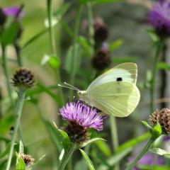 Cabbage white butterfly on knapweed