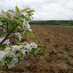 Cultivated land - Daylesford MG