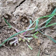 Grazed black grass