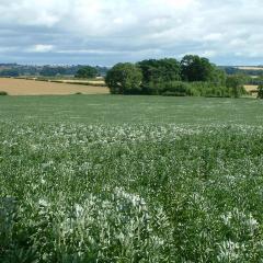 Broad bean field