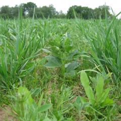 Wheat-Bean intercrop: A design of polyculture planting, where two crops are planted in alternate rows. Here, fava bean (‘Fuego’) grows between ORC-Wakelyns Population spring wheat. Landscape for banner