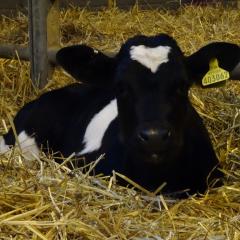 Daylesford Calves