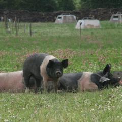 Pigs in pasture, Eastbrook Farm